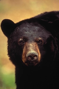 American bear black photo