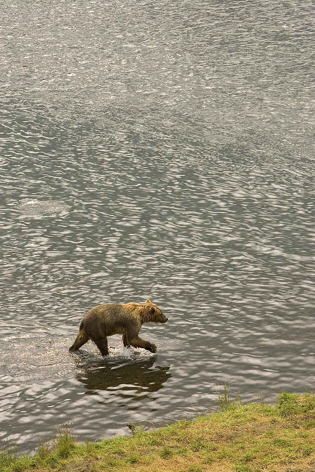 Bear brown brown bear