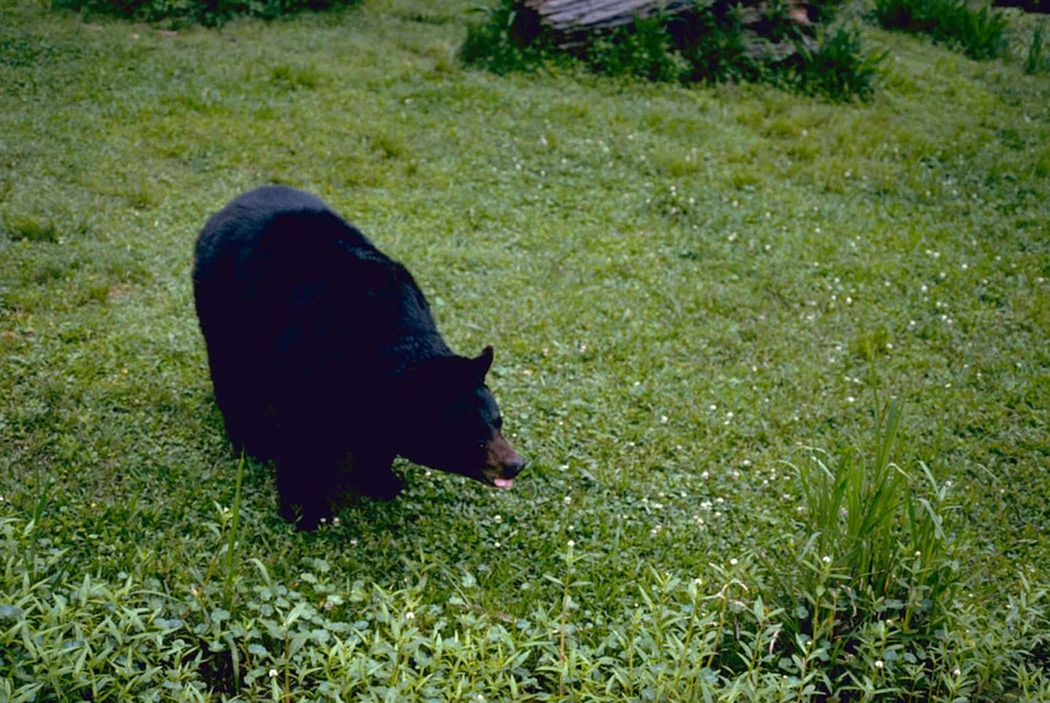 Bear black metallic