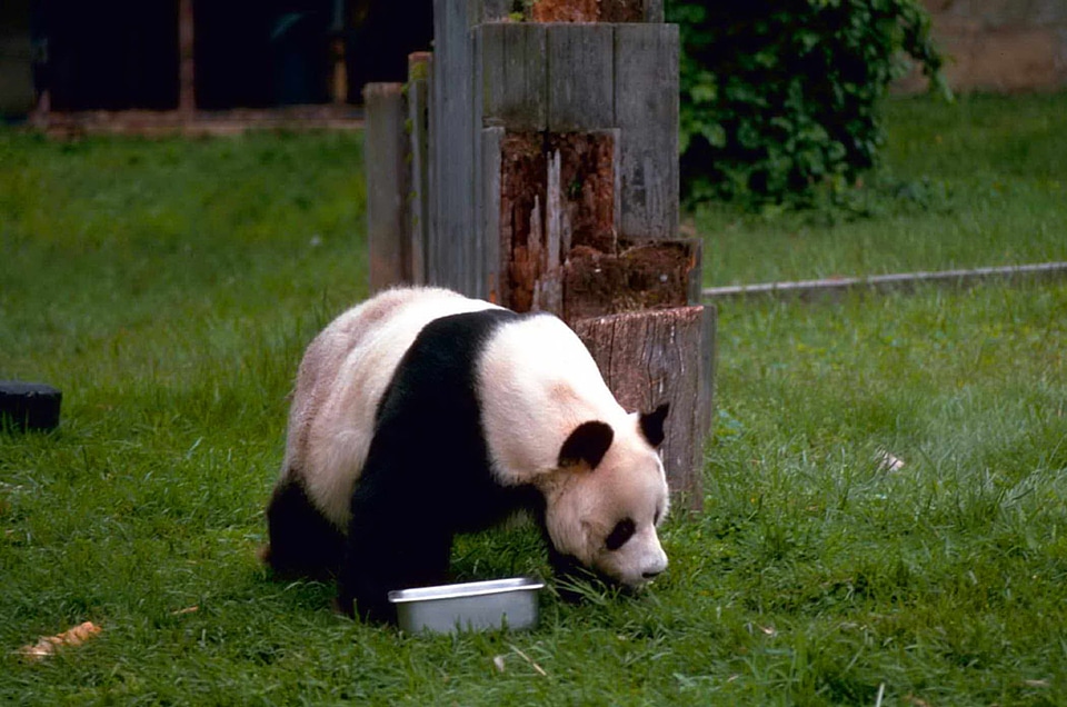 Ailuropoda Melanoleuca giant panda