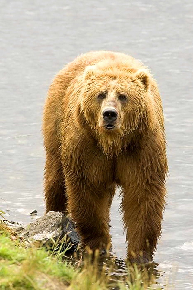 Bear brown brown bear
