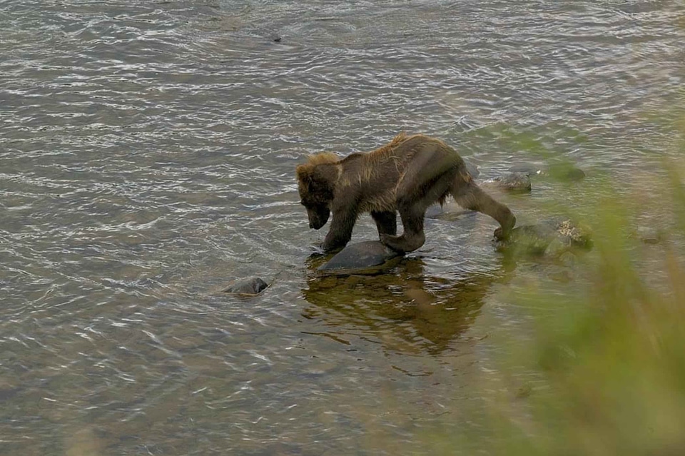 Bear bear cub brown