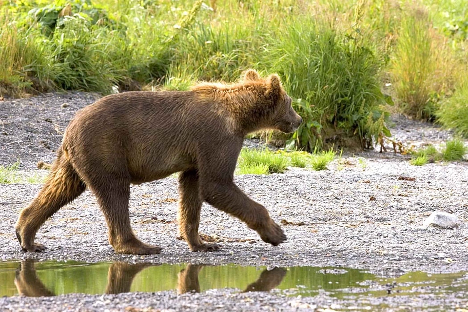 Bear bear cub brown