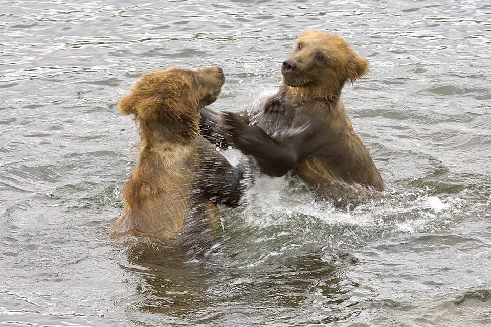 Bear brown brown bear