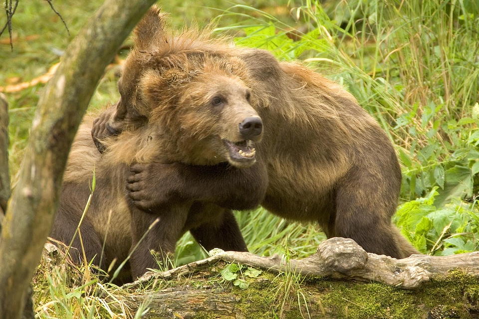 Bear brown brown bear