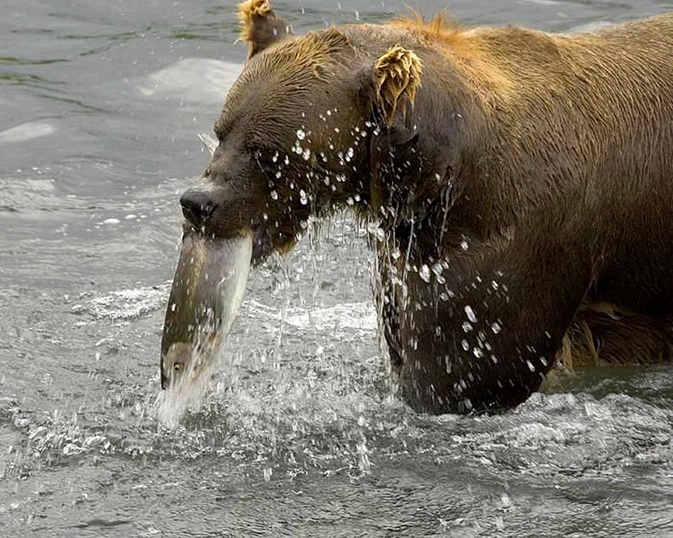 Bear brown brown bear