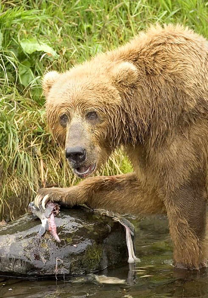 Bear brown brown bear