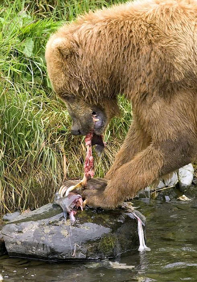 Bear brown brown bear