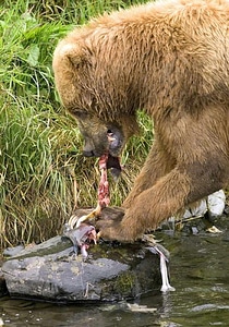 Bear brown brown bear