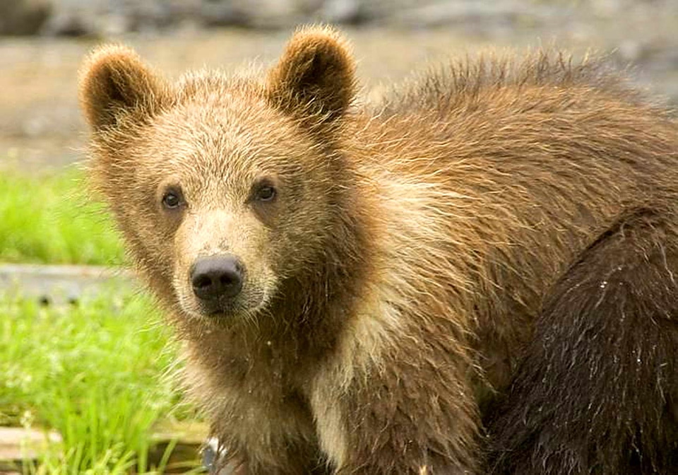 Bear bear cub brown