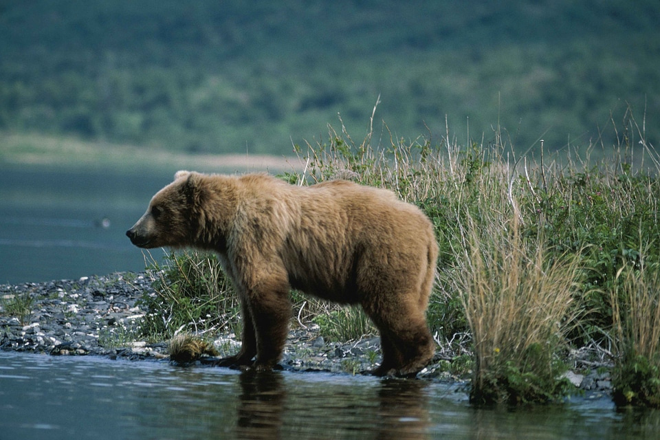 Bear border camera