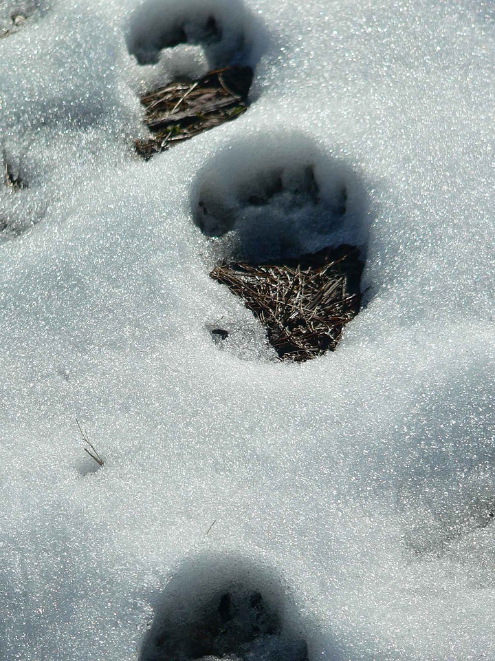 Bear snow 