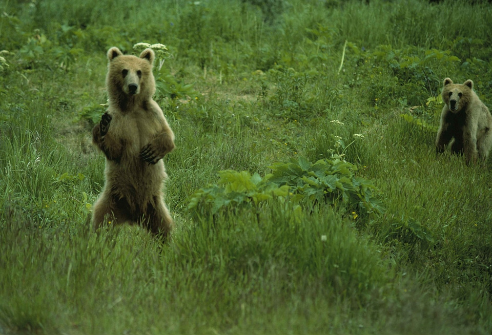 Bear legs looking