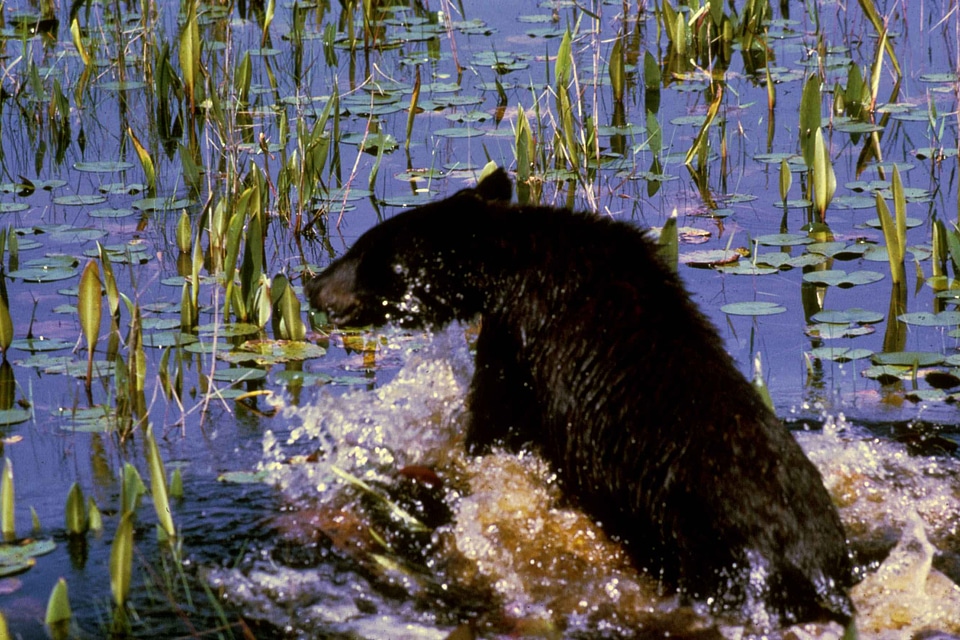 Bear bear cub black