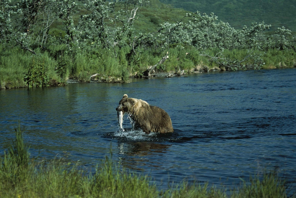 Bear brown brown bear
