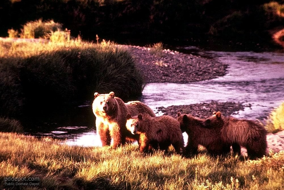 Bear brown brown bear