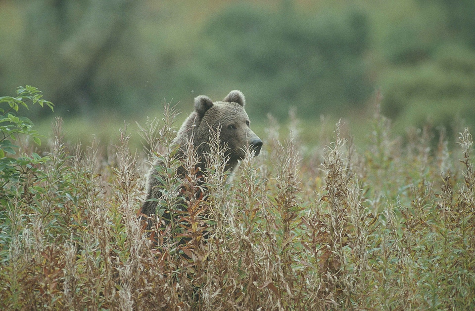 Bear brown brown bear