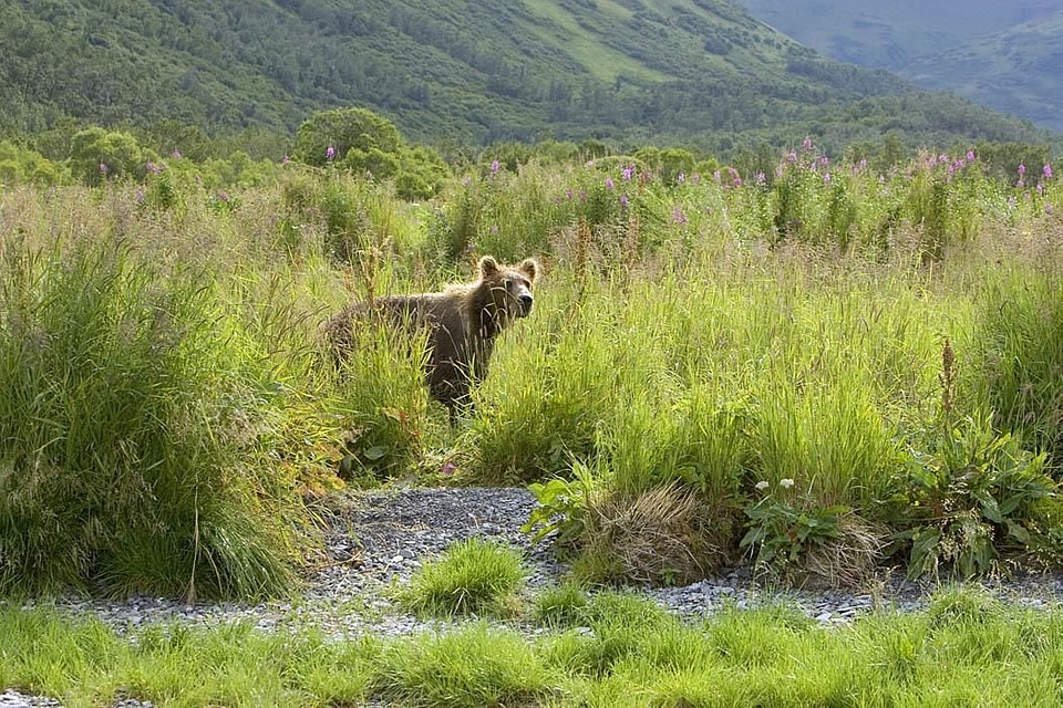 Bear brown brown bear