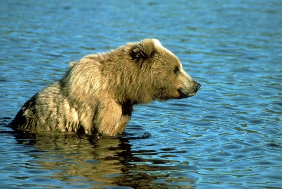 Bear brown brown bear