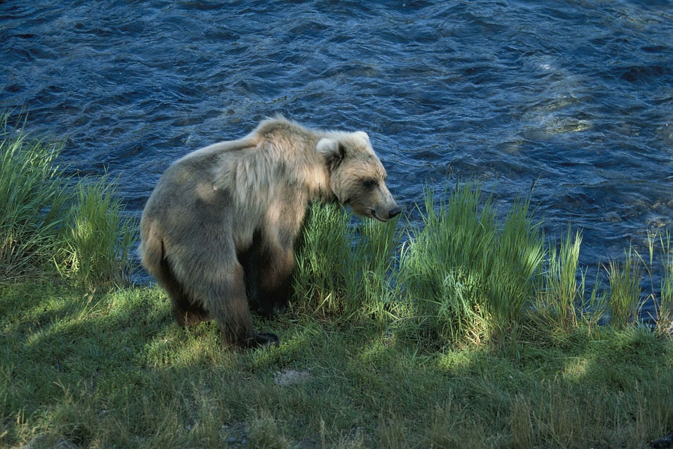 Bear brown brown bear