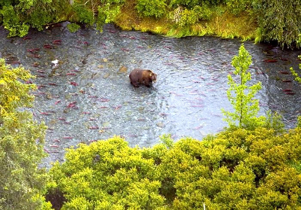 Bear brown brown bear