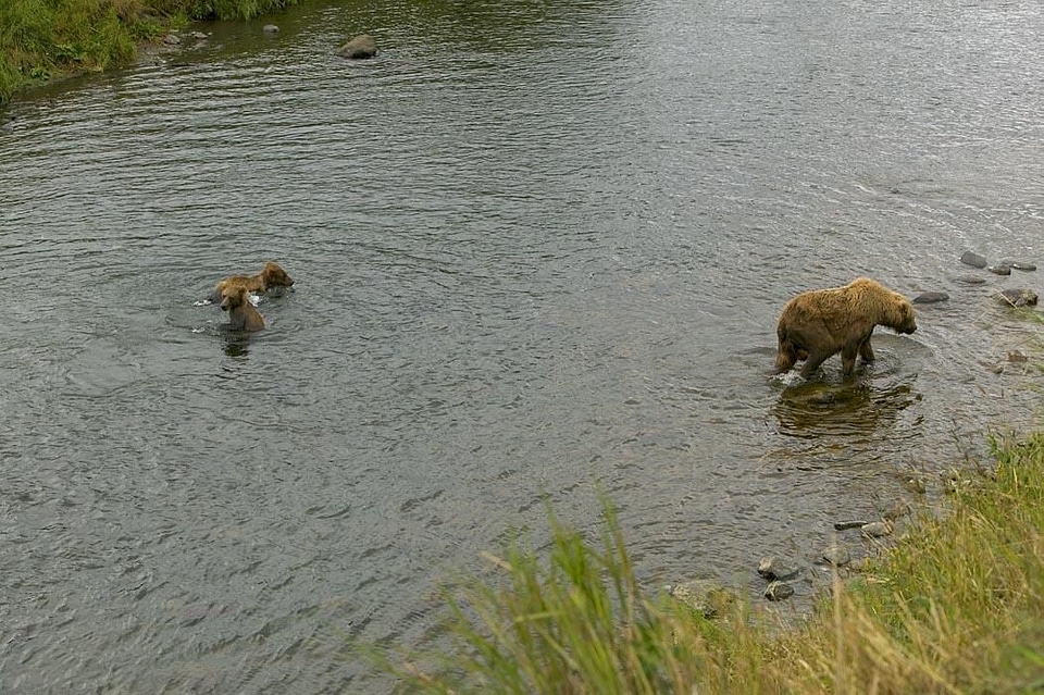 Bear brown brown bear