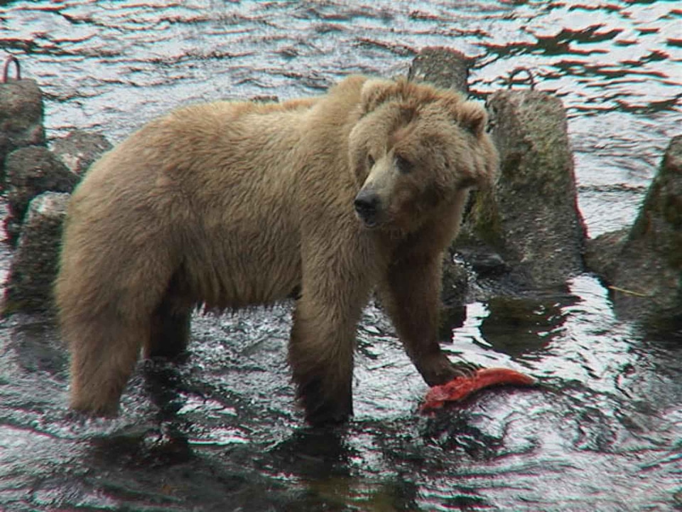 Bear brown brown bear