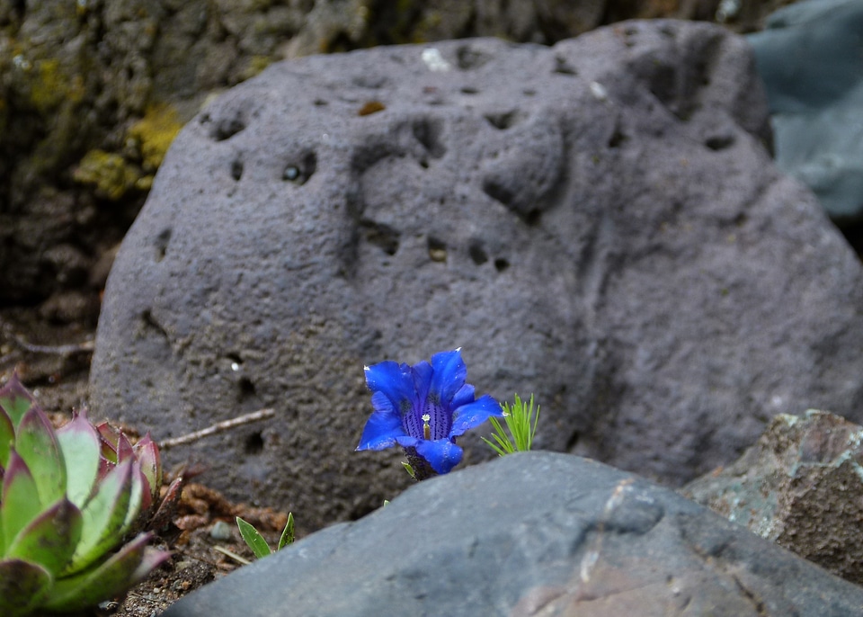 Alpine flower mountain