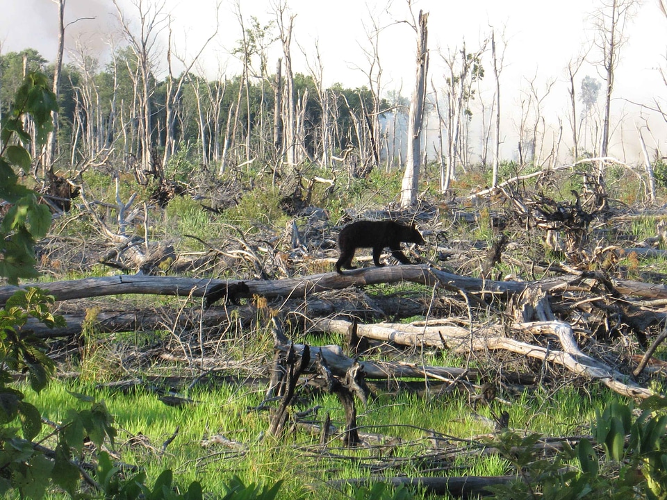 Bear black journey