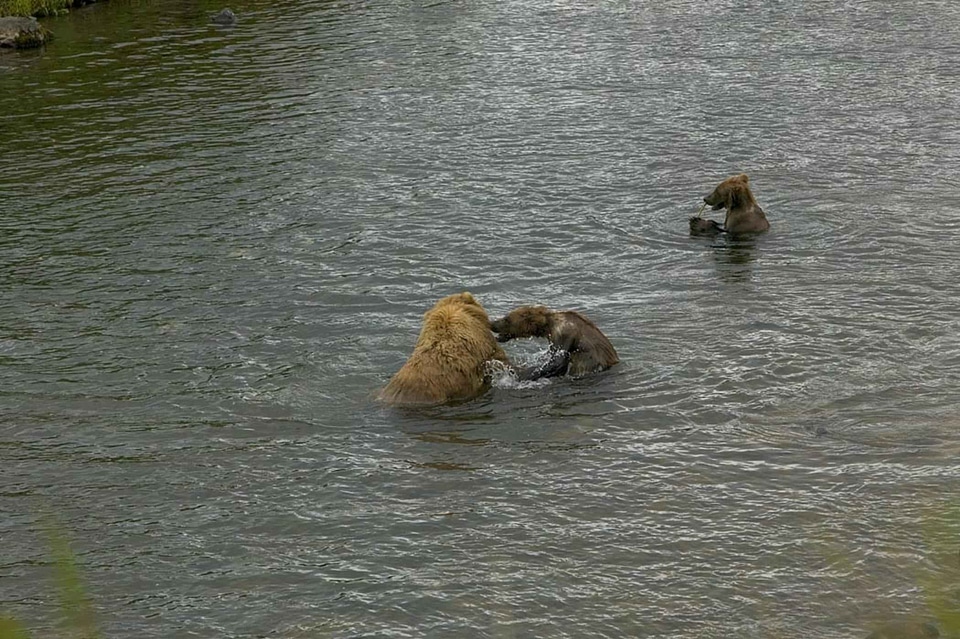 Bear playing river