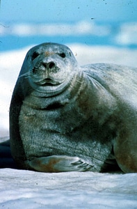 Harbor Phoca vitulina seal photo