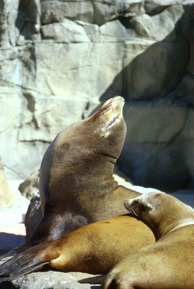 Harbor mammal marina