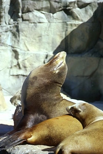 Harbor mammal marina