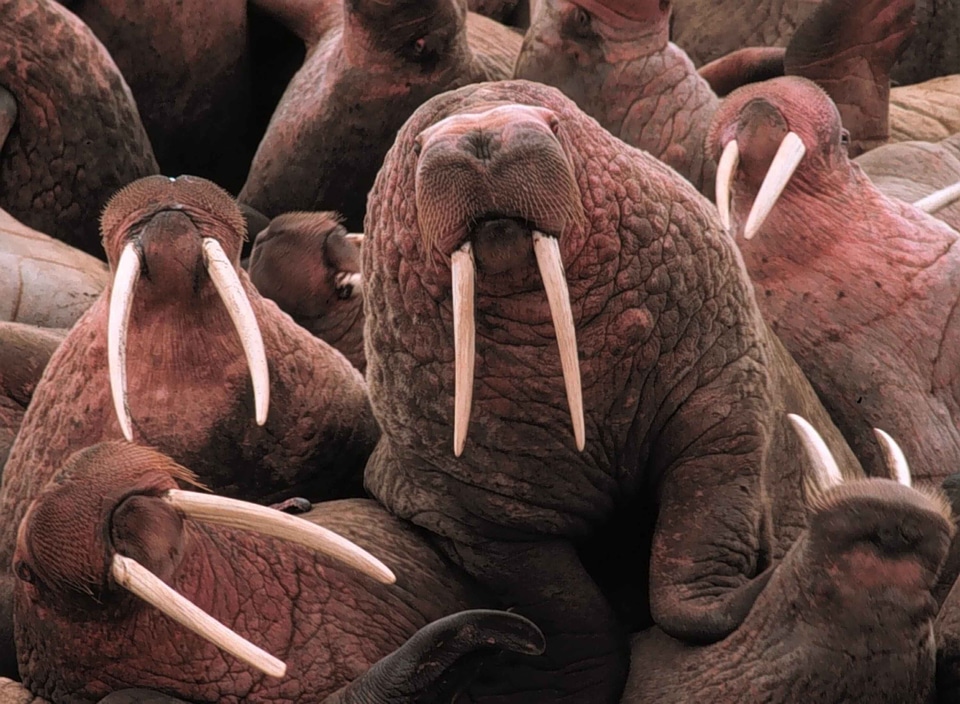 Marina pacific walrus