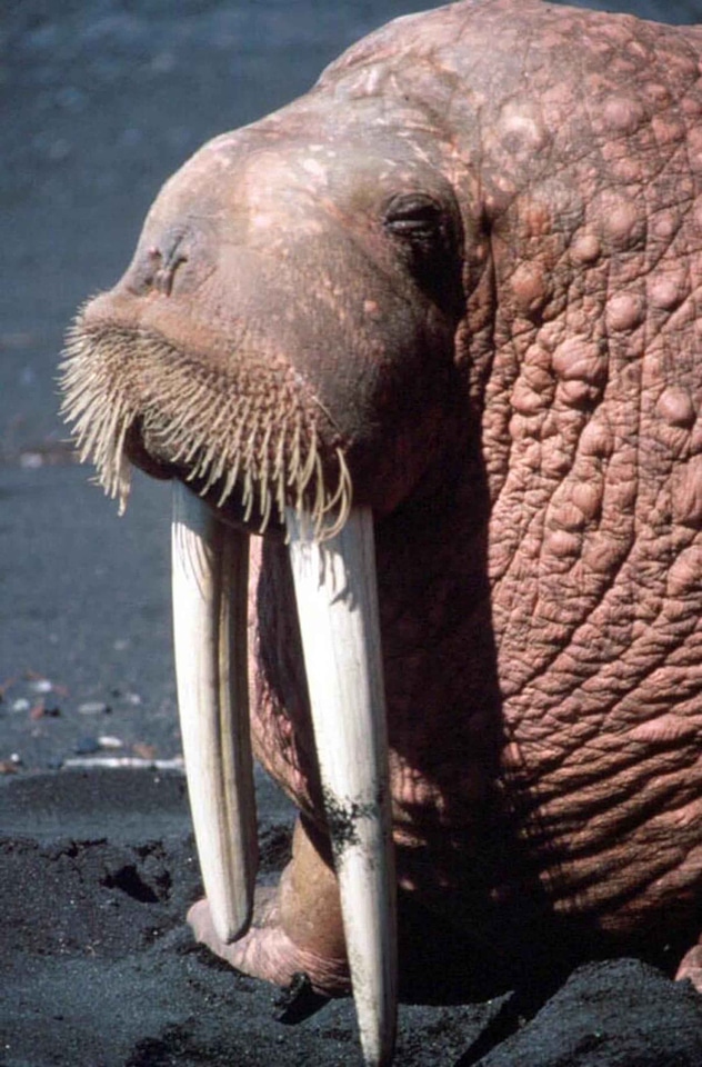 Animal male portrait