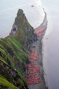 Island pacific phylum