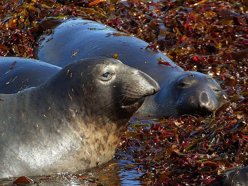 Mammal Mirounga angustirostris 