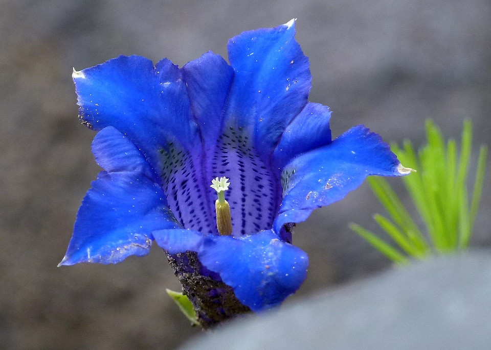 Nature mountain plant