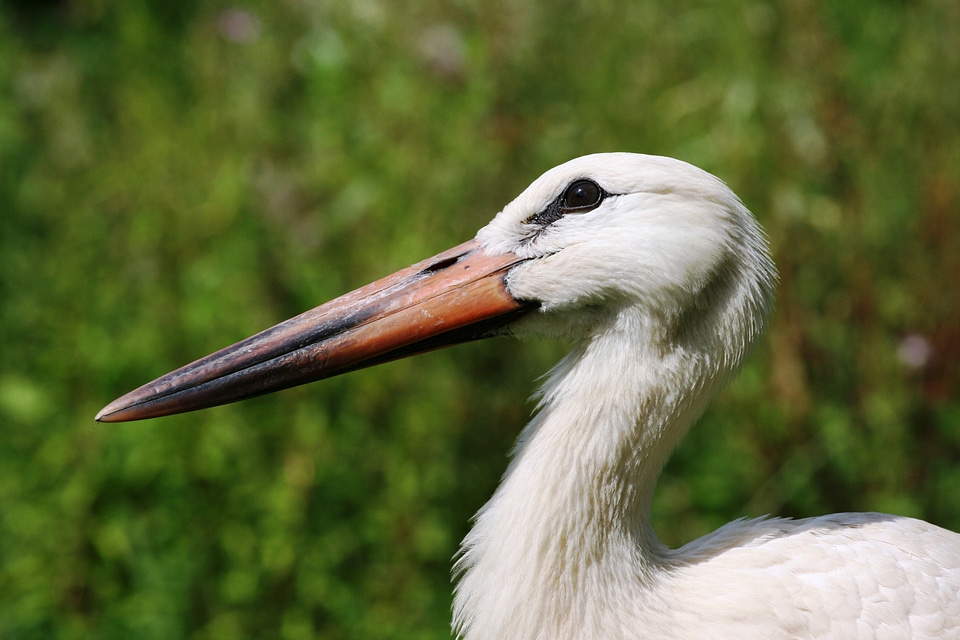 Stork colony france nature