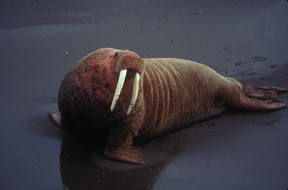 Male portrait walrus