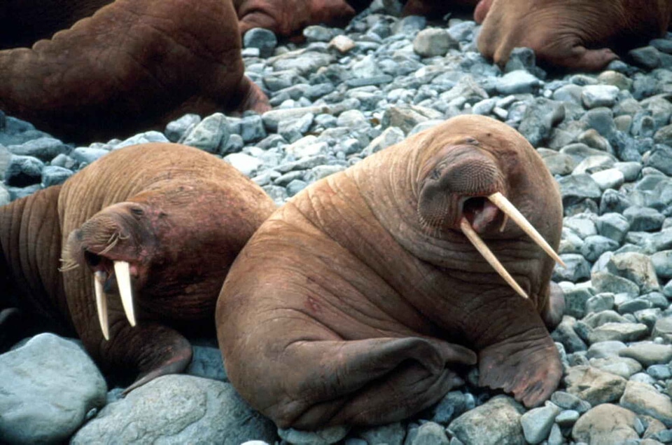 Couple strand walrus