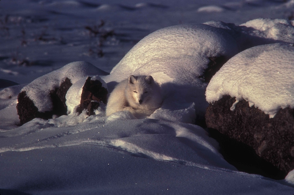 Animal arctic snow
