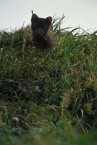 Arctic close close-up