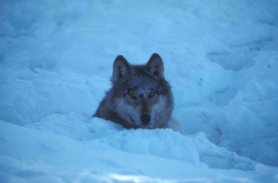 Arctic Canis lupus Canis lupus canidae