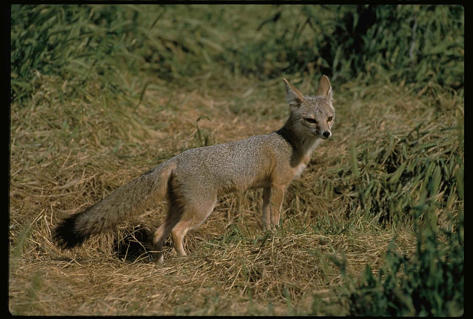 Male Vulpes macrotis 