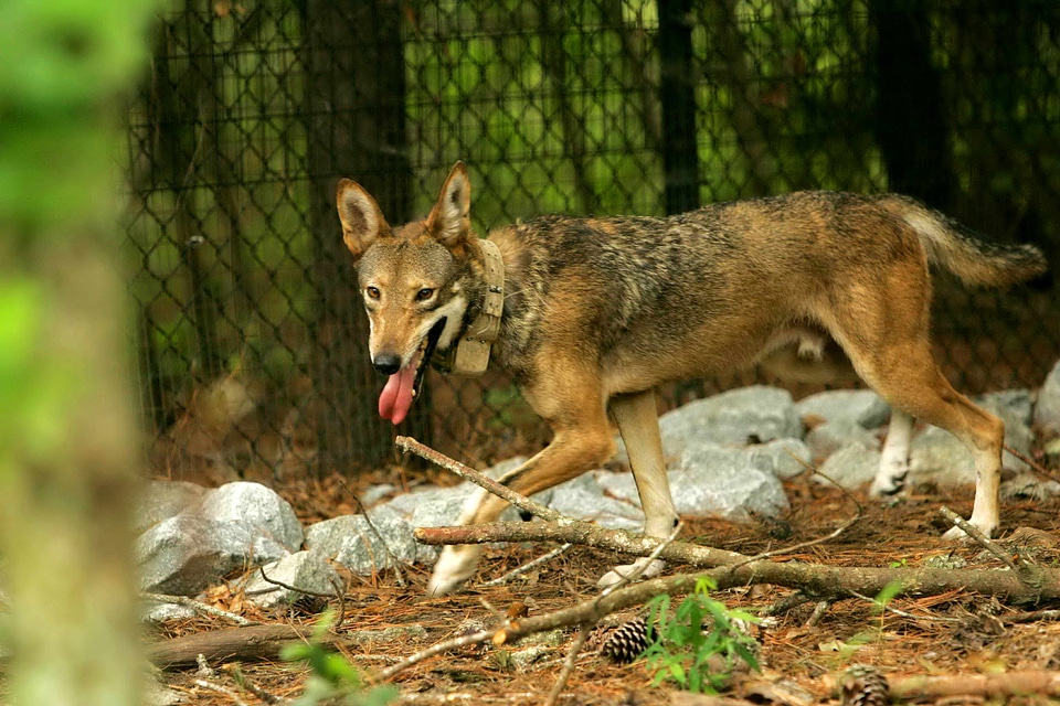Captive red red wolf