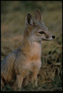 Carnivore mammal predator photo