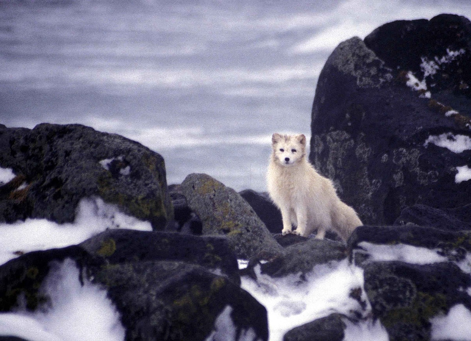 Animal arctic white