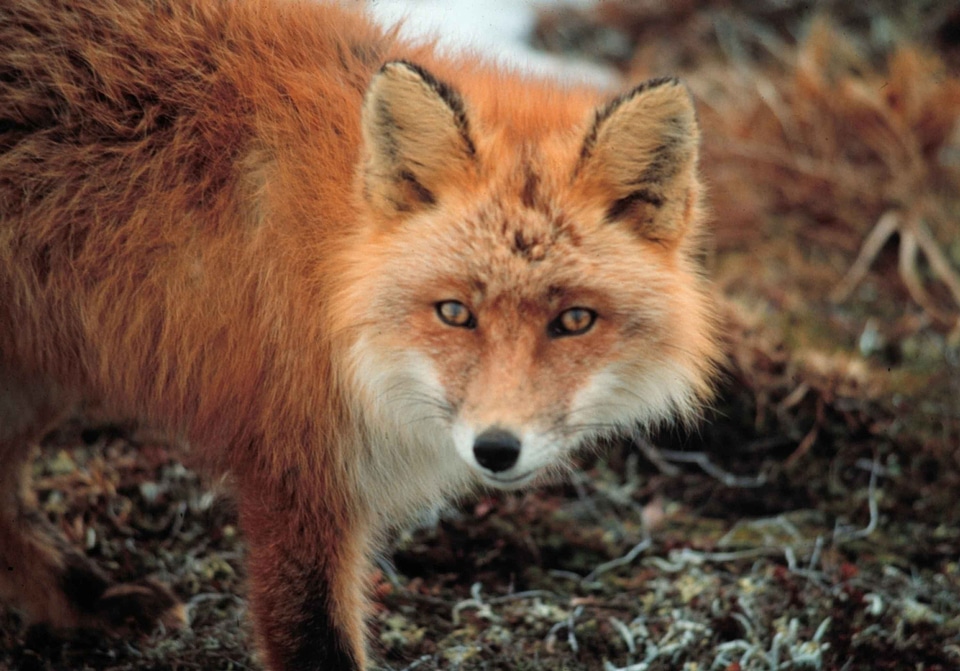 Mammal red red fox
