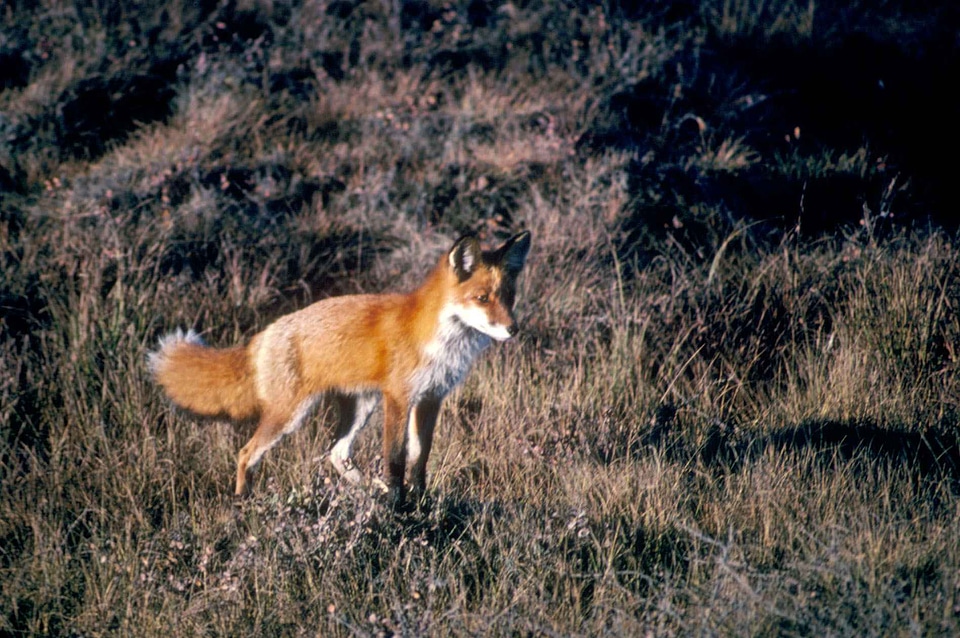 Mammal predator red